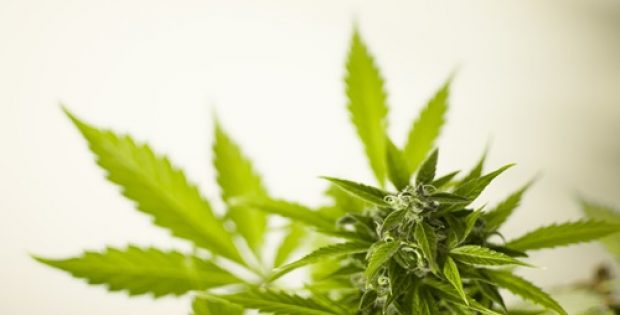 Harvest Health on its way to acquire Verano for USD 850 million